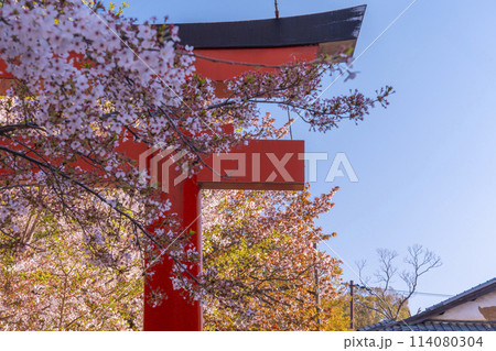 京都 竹中稲荷神社の桜 京都 竹中稲荷神社の桜 114080304