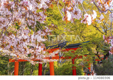 京都 竹中稲荷神社の桜 京都 竹中稲荷神社の桜 114080306