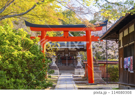 京都　竹中稲荷神社の桜 114080308