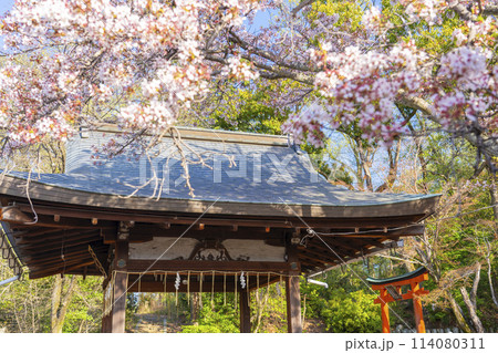 京都 竹中稲荷神社 拝殿と桜 京都 竹中稲荷神社 拝殿と桜 114080311