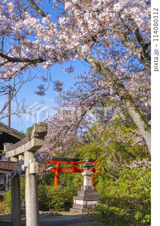京都 竹中稲荷神社 桜 京都 竹中稲荷神社 桜 114080312