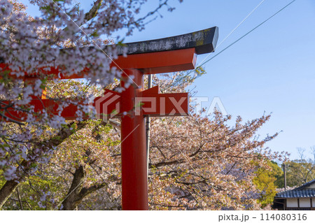 京都　竹中稲荷神社の桜 114080316