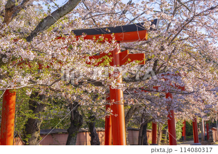 京都　竹中稲荷神社　赤い鳥居と桜 114080317