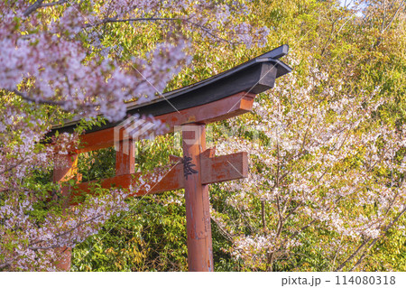 京都　竹中稲荷神社　赤い鳥居と桜 114080318