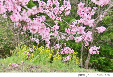 桃の花と菜の花の咲く春景色 桃の花と菜の花の咲く春景色 114080320