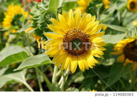 sunflowers blooming in the garden sunflowers blooming in the garden 114080363