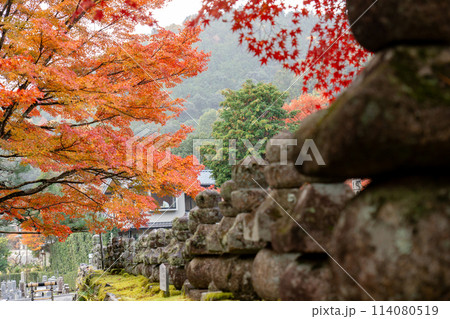 京都市左京区嵯峨の化野念仏寺（あだし野念仏寺）　石塔と紅葉 114080519