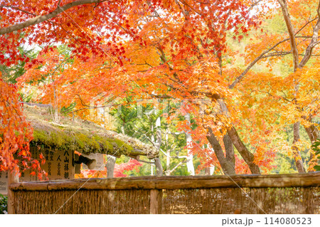 京都市左京区嵯峨の化野念仏寺（あだし野念仏寺）　山門の紅葉 114080523