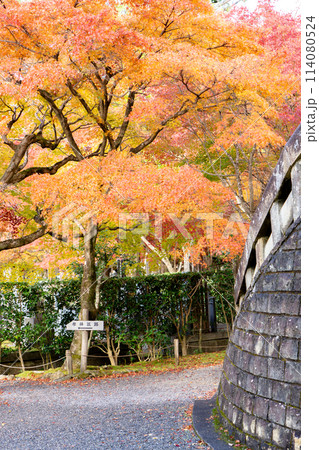 京都市左京区嵯峨の化野念仏寺(あだし野念仏寺) 仏舎利塔そばの紅葉 京都市左京区嵯峨の化野念仏寺(あだし野念仏寺) 仏舎利塔そばの紅葉 114080524