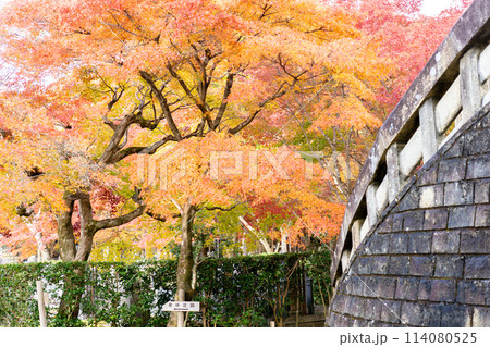京都市左京区嵯峨の化野念仏寺（あだし野念仏寺）　仏舎利塔そばの紅葉 114080525