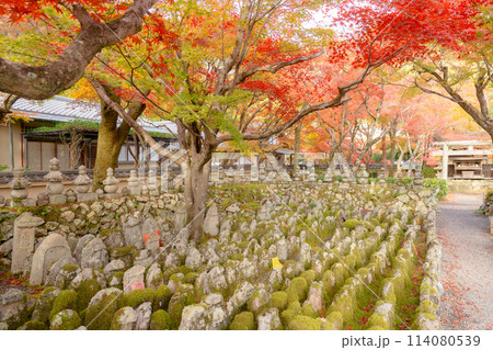 京都市左京区嵯峨の化野念仏寺（あだし野念仏寺）　西院の河原と紅葉 114080539