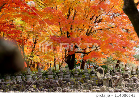 京都市左京区嵯峨の化野念仏寺（あだし野念仏寺）　西院の河原と紅葉 114080543