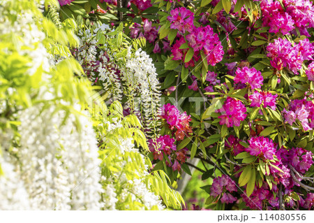 初夏に咲く満開のツツジ　あしかがフラワーパーク　栃木県足利市 114080556