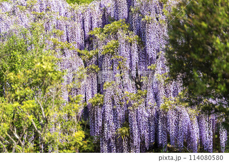 初夏に咲く藤の花　あしかがフラワーパーク　栃木県足利市 114080580
