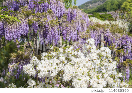 初夏に咲く八重藤の花　あしかがフラワーパーク　栃木県足利市 114080590