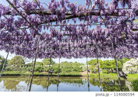 初夏に咲く八重藤の花　あしかがフラワーパーク　栃木県足利市 114080594