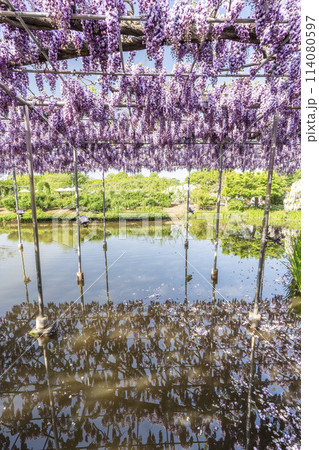 初夏に咲く八重藤の花　あしかがフラワーパーク　栃木県足利市 114080597