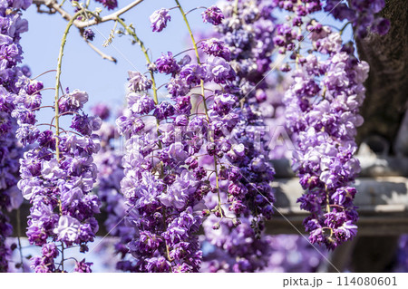 初夏に咲く八重藤の花 あしかがフラワーパーク 栃木県足利市 初夏に咲く八重藤の花 あしかがフラワーパーク 栃木県足利市 114080601