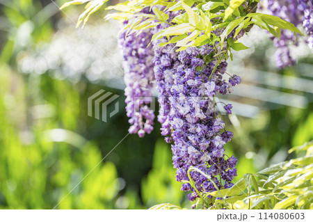 初夏に咲く八重藤の花 あしかがフラワーパーク 栃木県足利市 初夏に咲く八重藤の花 あしかがフラワーパーク 栃木県足利市 114080603