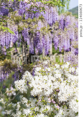 初夏に咲く満開のツツジ　あしかがフラワーパーク　栃木県足利市 114080673