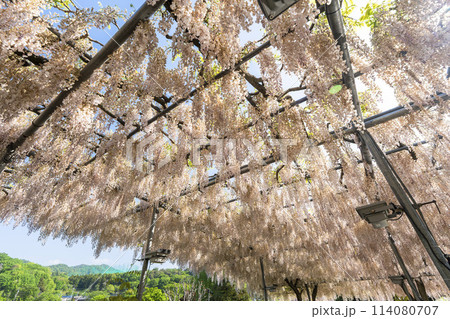 初夏に咲くうすべに藤の花　あしかがフラワーパーク　栃木県足利市 114080707