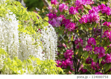 初夏に咲く白藤の花 あしかがフラワーパーク 栃木県足利市 初夏に咲く白藤の花 あしかがフラワーパーク 栃木県足利市 114080758