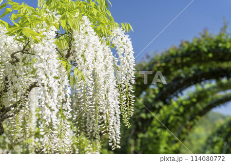 初夏に咲く白藤の花 あしかがフラワーパーク 栃木県足利市 初夏に咲く白藤の花 あしかがフラワーパーク 栃木県足利市 114080772