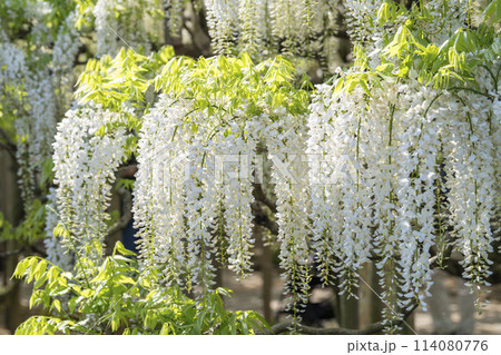初夏に咲く白藤の花 あしかがフラワーパーク 栃木県足利市 初夏に咲く白藤の花 あしかがフラワーパーク 栃木県足利市 114080776
