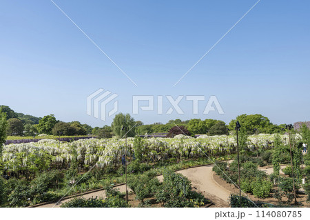 初夏に咲く白藤の花 あしかがフラワーパーク 栃木県足利市 初夏に咲く白藤の花 あしかがフラワーパーク 栃木県足利市 114080785