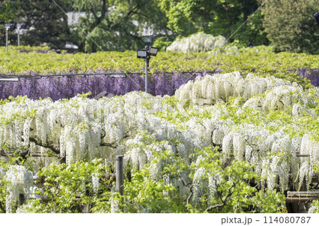 初夏に咲く白藤の花　あしかがフラワーパーク　栃木県足利市 114080787