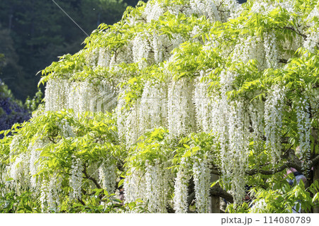 初夏に咲く白藤の花　あしかがフラワーパーク　栃木県足利市 114080789