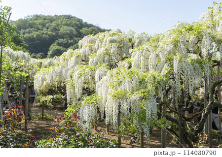 初夏に咲く白藤の花 あしかがフラワーパーク 栃木県足利市 初夏に咲く白藤の花 あしかがフラワーパーク 栃木県足利市 114080790