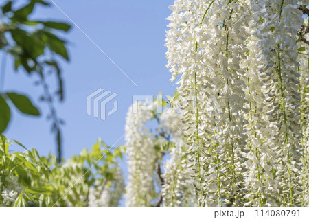 初夏に咲く白藤の花 あしかがフラワーパーク 栃木県足利市 初夏に咲く白藤の花 あしかがフラワーパーク 栃木県足利市 114080791