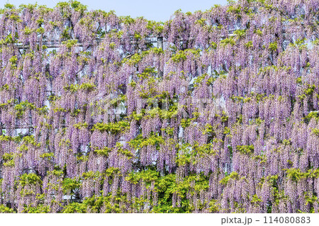 初夏に咲くむらさき藤のスクリーン あしかがフラワーパーク 栃木県足利市 初夏に咲くむらさき藤のスクリーン あしかがフラワーパーク 栃木県足利市 114080883