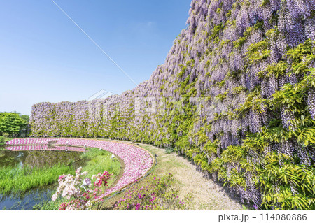 初夏に咲くむらさき藤のスクリーン　あしかがフラワーパーク　栃木県足利市 114080886