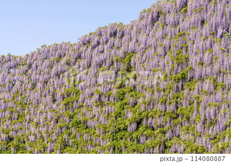 初夏に咲くむらさき藤のスクリーン　あしかがフラワーパーク　栃木県足利市 114080887