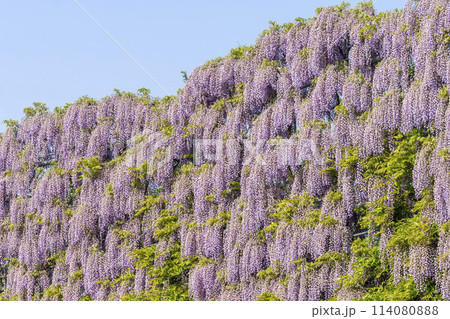 初夏に咲くむらさき藤のスクリーン　あしかがフラワーパーク　栃木県足利市 114080888