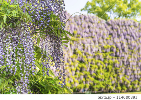 初夏に咲くむらさき藤のスクリーン あしかがフラワーパーク 栃木県足利市 初夏に咲くむらさき藤のスクリーン あしかがフラワーパーク 栃木県足利市 114080893