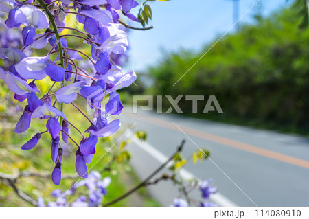 うららかな春風に映える阿蘇ミルクロードに咲き乱れるヤマフジの花風景(阿蘇市・阿蘇ミルクロード) 114080910