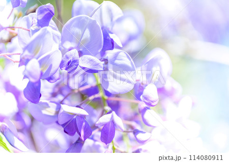 うららかな春風に映える阿蘇ミルクロードに咲き乱れるヤマフジの花風景(阿蘇市・阿蘇ミルクロード) 114080911