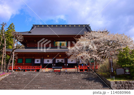 日光市　日光山輪王寺　三仏堂と満開の金剛桜（国天然記念物） 114080966