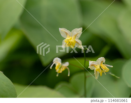 小さなエピメディウムの花 小さなエピメディウムの花 114081061