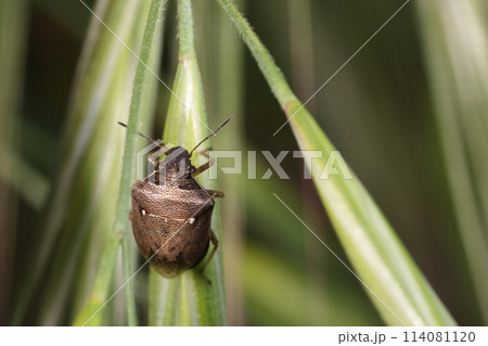 生き物　昆虫　シラホシカメムシ、体長六ミリ前後。お米や野菜などに被害を与えるとされています 114081120