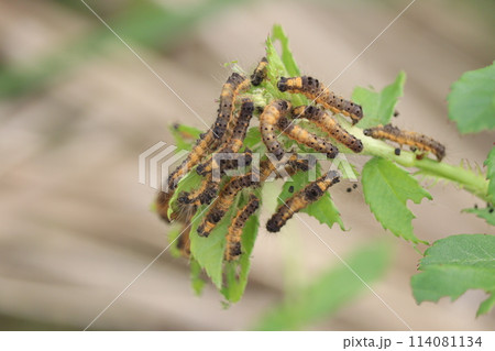 ノイバラを食べるドクガの幼虫たち ノイバラを食べるドクガの幼虫たち 114081134