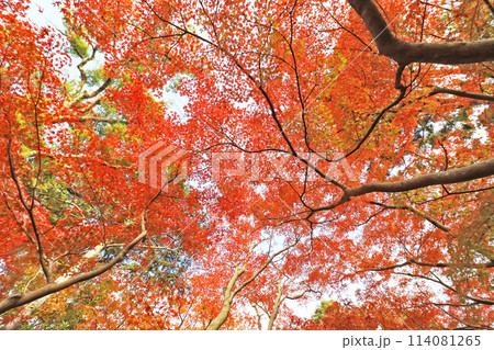 真っ赤に紅葉した美しいモミジに陽射しが差し込む光景 114081265