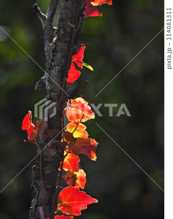 紅葉して赤くなった葉が木に絡まるツタ 紅葉して赤くなった葉が木に絡まるツタ 114081311