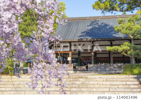 春の京都 宗忠神社 桜と拝殿 春の京都 宗忠神社 桜と拝殿 114081496