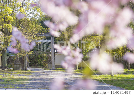 春の京都　宗忠神社　桜と拝殿 114081497