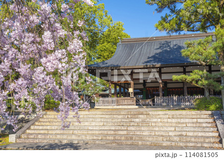 春の京都 宗忠神社 桜と拝殿 春の京都 宗忠神社 桜と拝殿 114081505