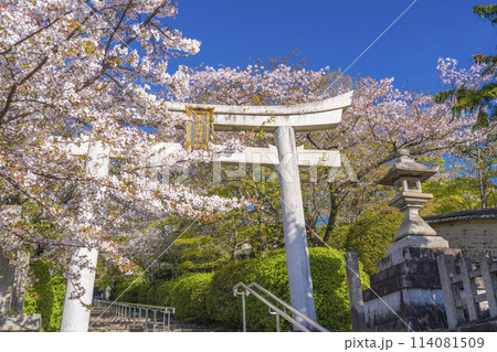 春の京都　宗忠神社　桜に包まれた宗忠鳥居 114081509